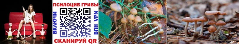 mega как войти  Беслан  Галлюциногенные грибы Psilocybine cubensis  где купить наркоту 