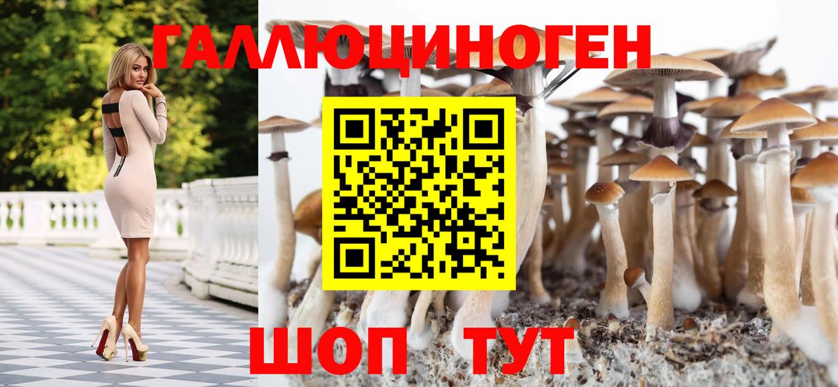 Галлюциногенные грибы Psilocybine cubensis Беслан